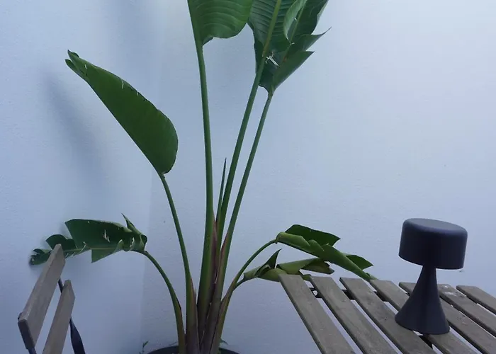 La Joya De La Alcazaba *